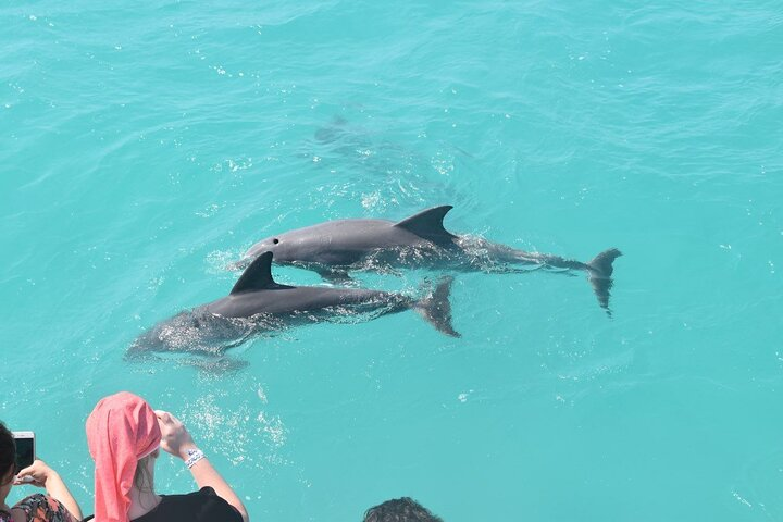 Key West Dolphin and Snorkel Experience - Photo 1 of 25